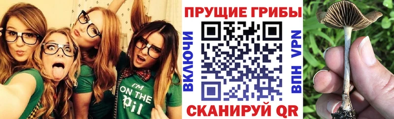 Галлюциногенные грибы Cubensis  Богданович 